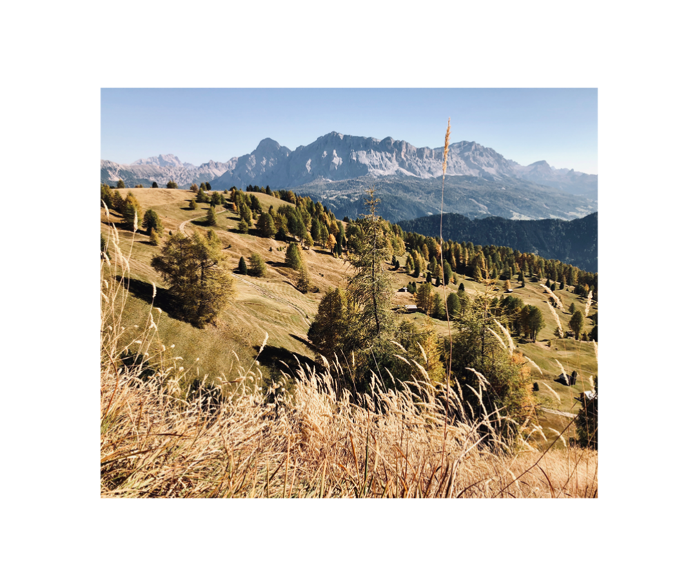 Das Bild zeigt die wunderschäne Naturlandschaft Südtirols. Frisch gemähte Almwiesen, gesunde Lärchen und Zirben und im Hintergrund die Dolomiten.
